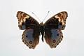 junonia orithya